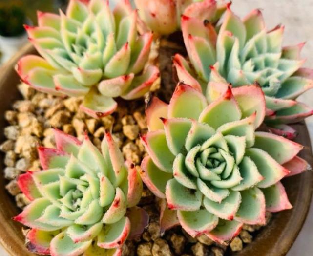 8种莲花座多肉,每一种都是精品,看一眼就入坑了,你养过几种?