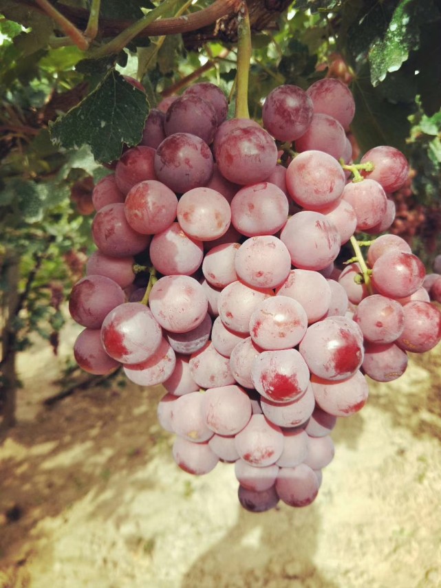中国葡萄之乡怀来的葡萄熟了