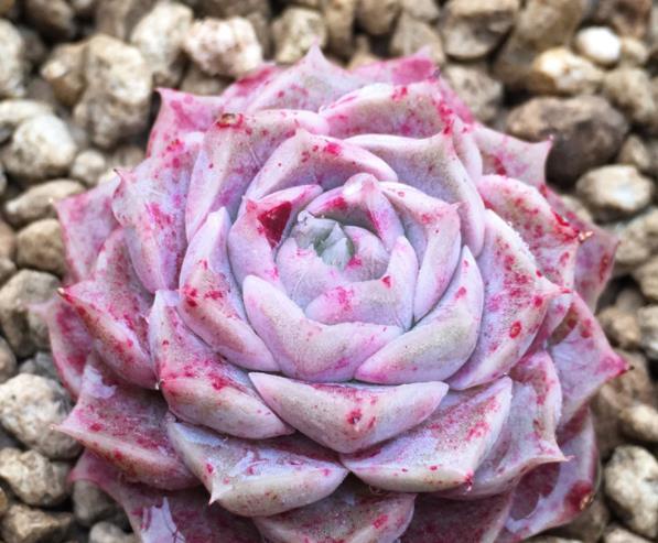 被拉下神坛的多肉海琳娜,颜值出众好养护,没钱也要养一株