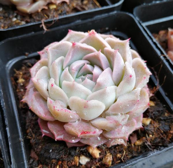 被拉下神坛的多肉海琳娜,颜值出众好养护,没钱也要养一株