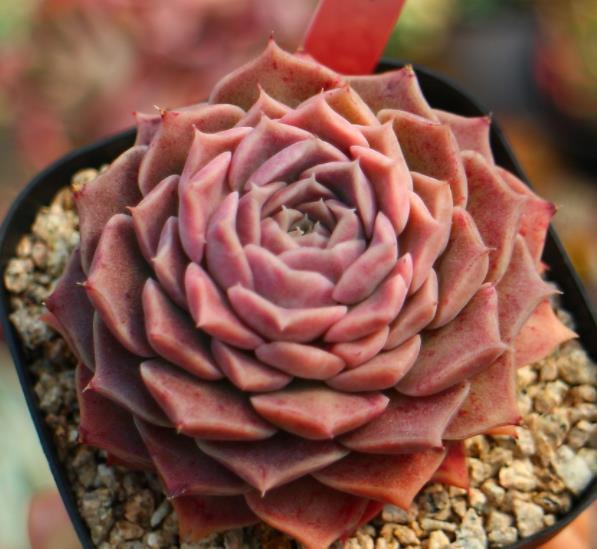 被拉下神坛的多肉海琳娜颜值出众好养护没钱也要养一株