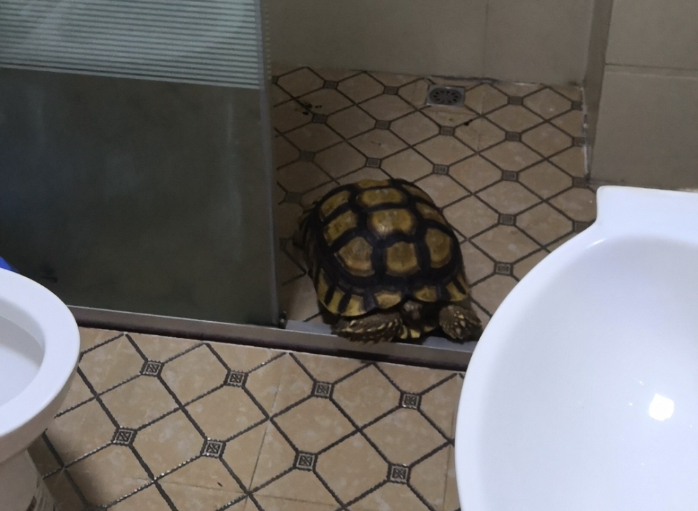 最好养的陆龟排行_养了两只这种龟当宠物,男子被判刑