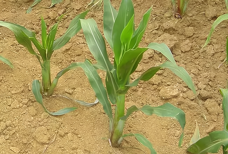 能造成玉米绝收的一种病害植株矮小不结穗被称为癌症