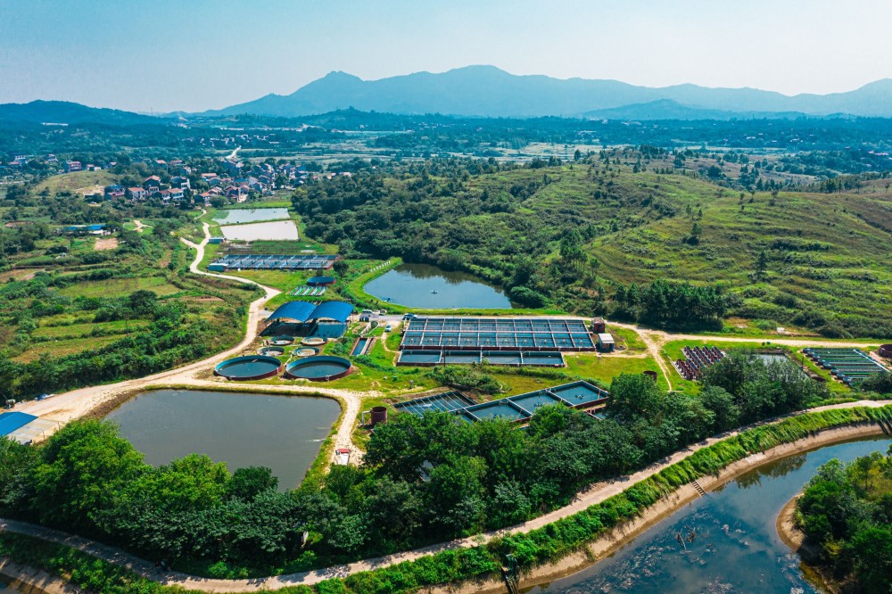 好山好水好产业,黄陂区创造村找到"金饭碗"