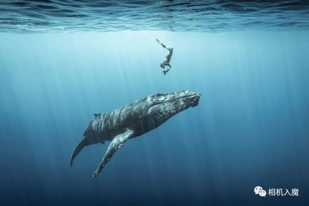 2021海洋摄影大赛入围作品选登