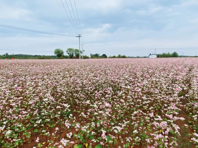 伊旗这片荞麦花海,美爆了!