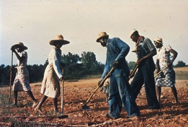 黑奴的棉花种植园生活大揭秘摘棉花吃猪肉啃西瓜和挨鞭子
