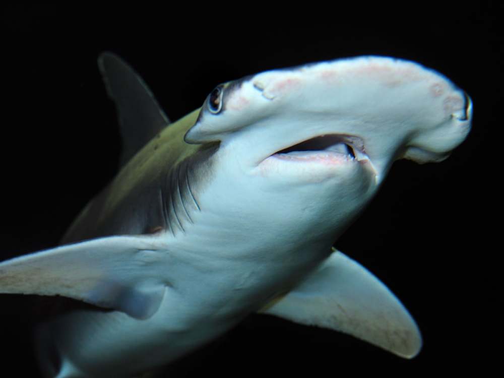 两条雌鲨同居10年,莫名生出一条小鲨鱼,人类女性行不行?