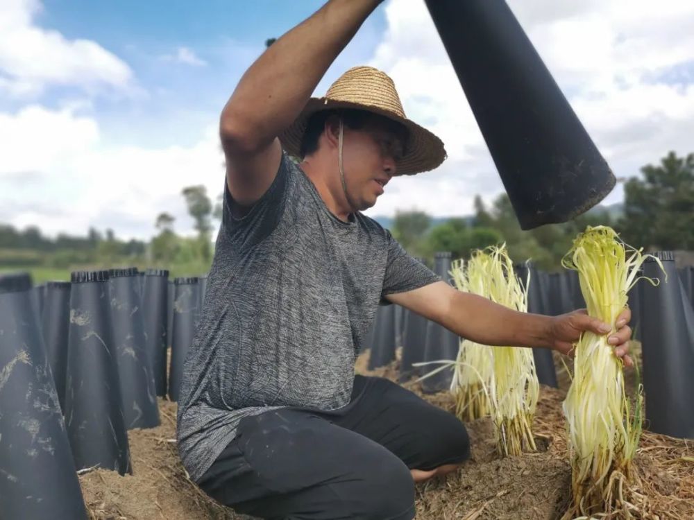 织金县黑土镇5000亩韭黄迎丰收