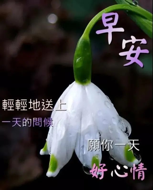 早上好朋友清晨最美早安问候语图片带字温馨温馨早上好动态表情图片