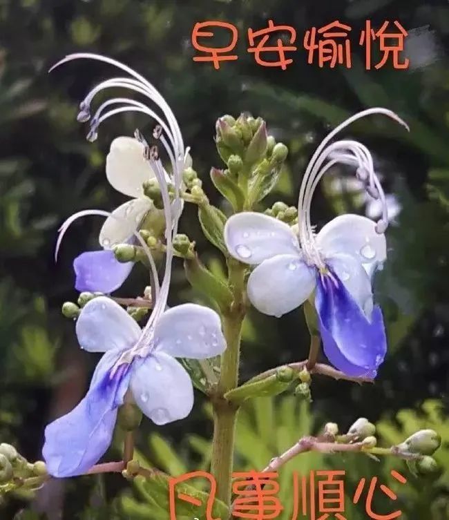 早上好朋友清晨最美早安问候语图片带字温馨温馨早上好动态表情图片