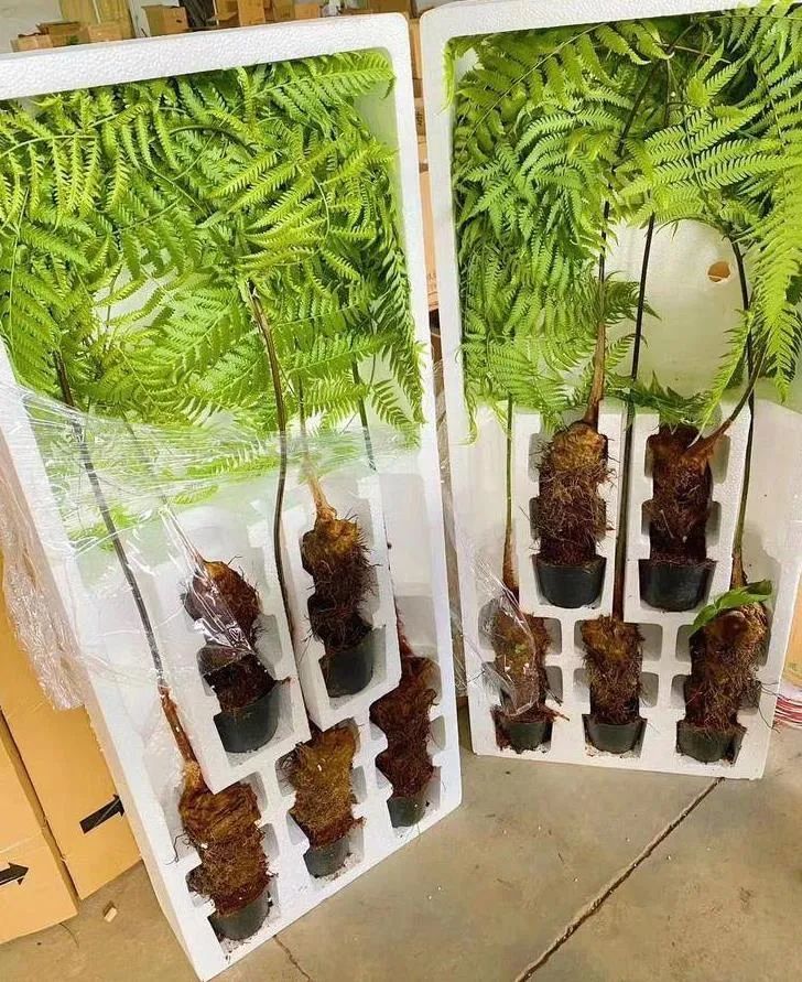 两亿年前与恐龙同时代的活化石国家二级保护植物金毛狗蕨成网红盆栽