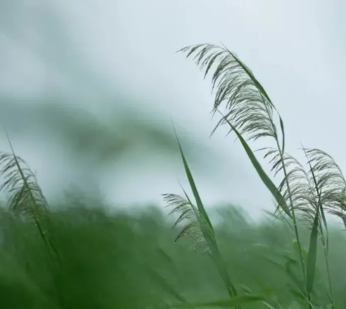 白露蒹葭蒼蒼白露為霜