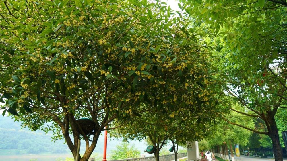 哇好香桂花味的泸州已上线