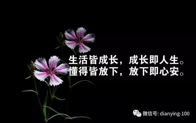 6,生活感悟的句子:累時就歇一歇,隨清風漫舞,煩時就靜一靜,與花草凝眸