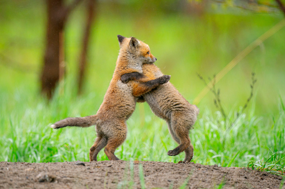 当地时间2021年9月7日报道,日本北海道,两只狐狸幼崽嬉戏打闹,它们相