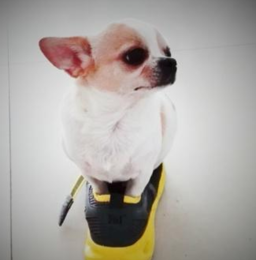 萌宠头像吉娃娃