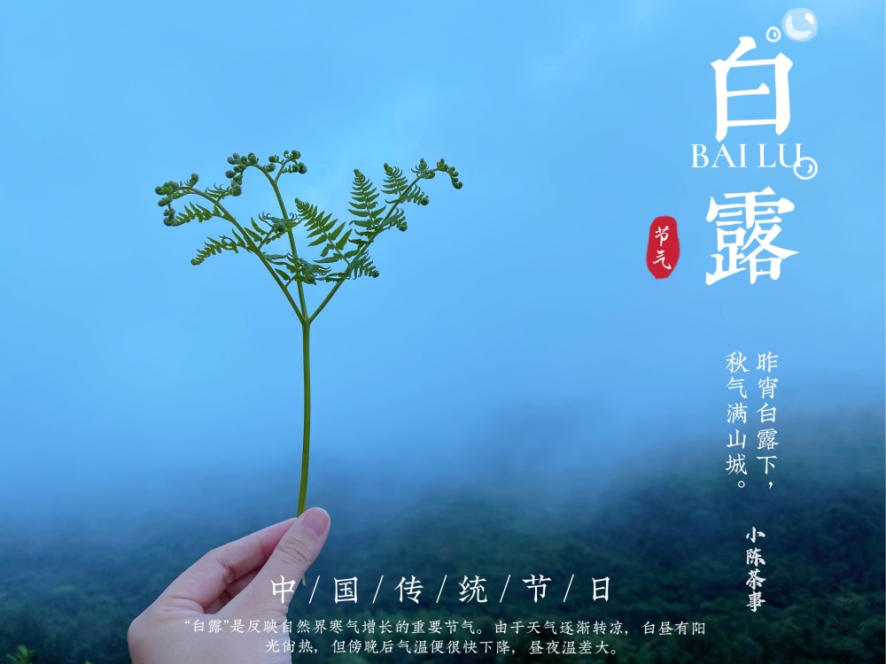白露时节宜煮茶,白茶,红茶,岩茶,秋天的第一壶好茶怎么选?