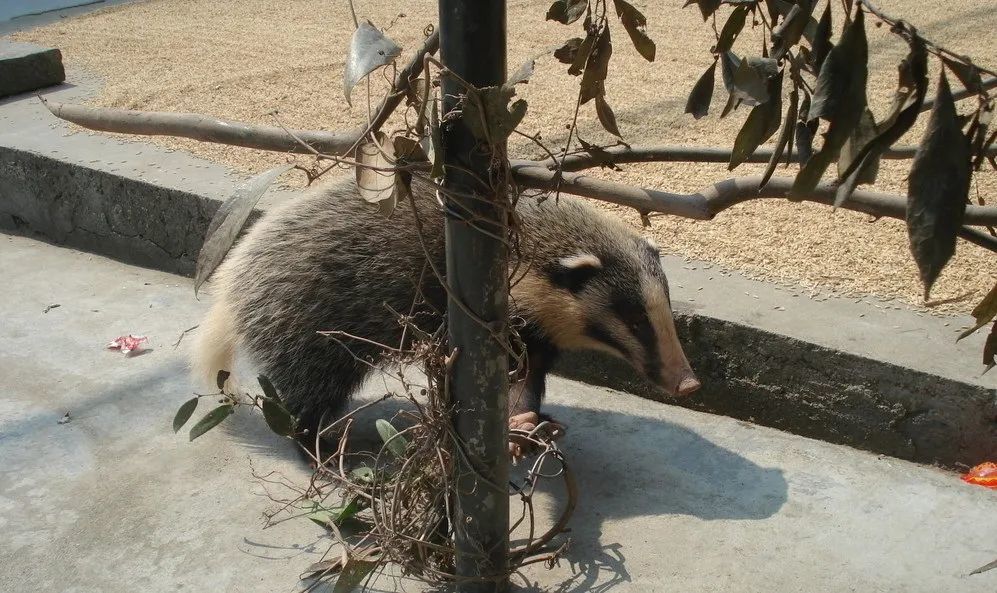 猪獾每年繁殖一次,一般来说,每年的八九月份是繁殖旺季,然后到了第2年