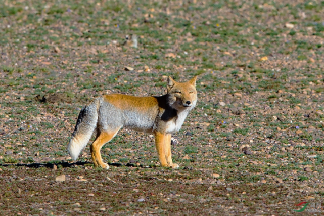 犬科|藏狐|旱獭|狐狸_宠物|高原