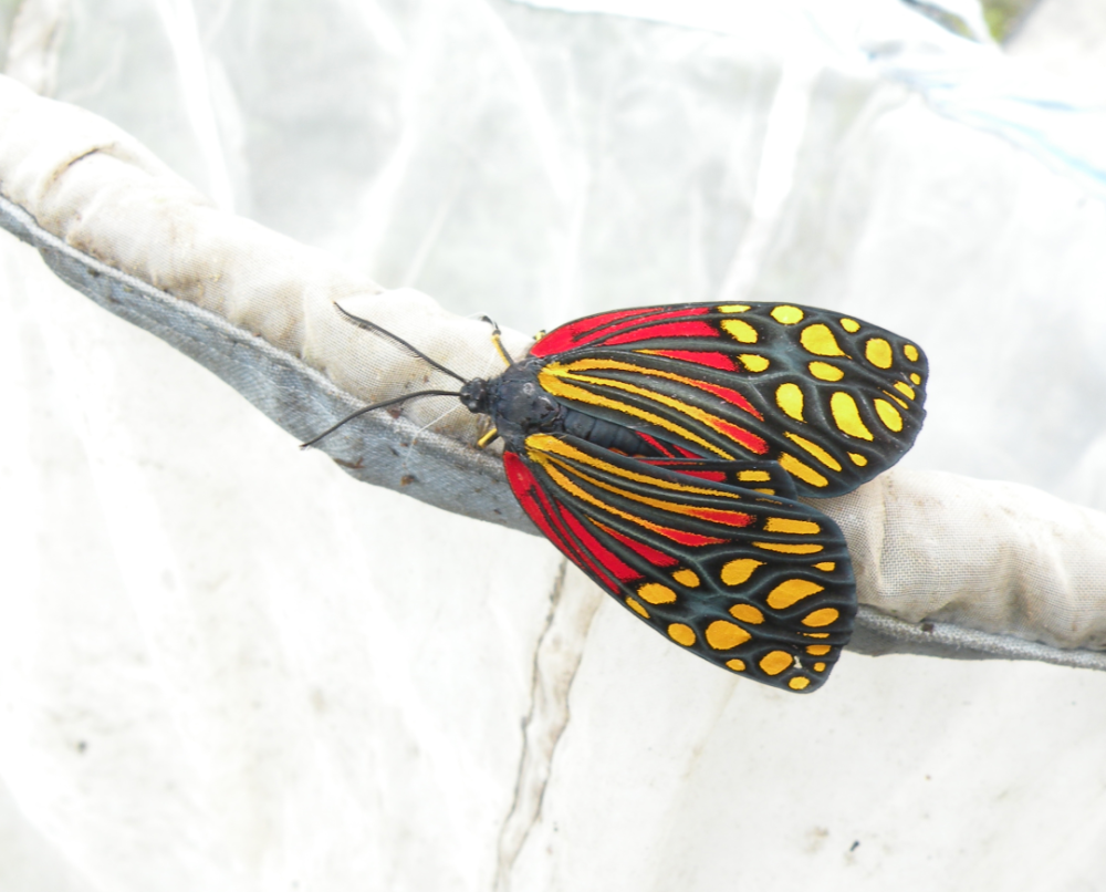 色彩斑斓的旭锦斑蛾在"云南虫谷"有水源的地方,经常可以见到蜻蜓家族