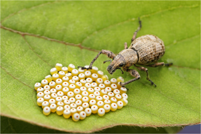 一虫一世界象甲