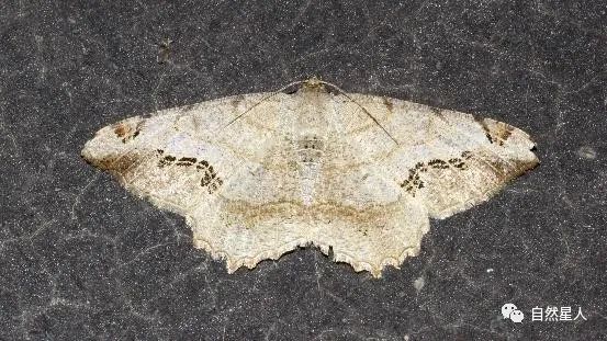 槐树上那些吊死鬼儿长大后的样子北京奥森科普日记槐尺蛾