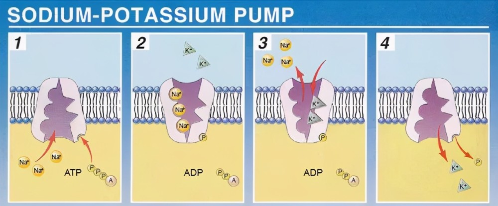這樣就會導致細胞內出現高鉀低鈉的情況,是否運輸則有atp酶來控制