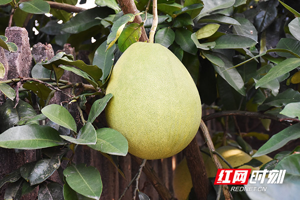 走进赫山看小康 菱角岔村 庭院经济 美了家园富了村民 腾讯新闻