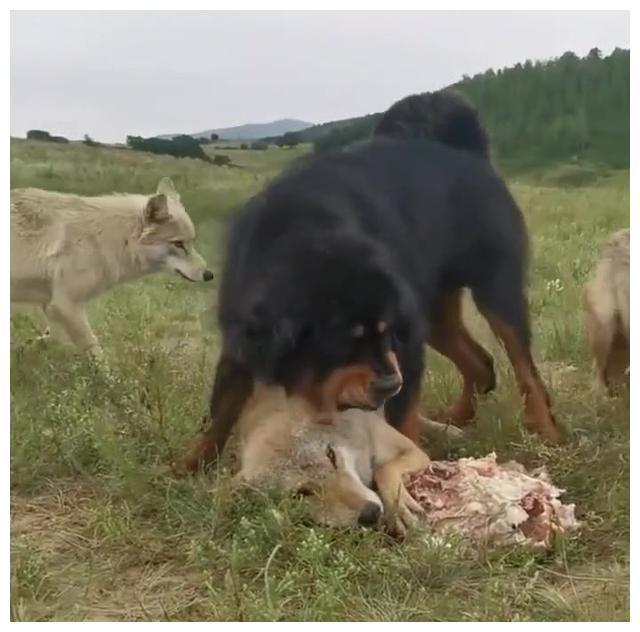 藏獒"欺负"臧狼捕岩羊追雪豹斗棕熊,高原新霸主诞生藏獒本身就是生活