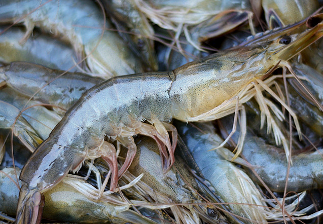 买虾时,不管价格多便宜,都不要买这5种问题虾,以免吃亏
