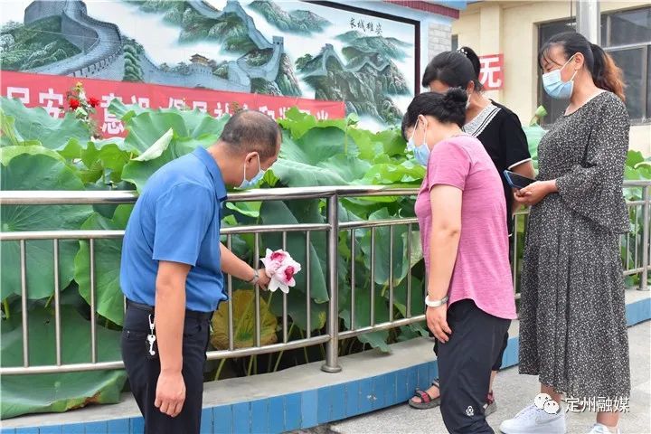 十万分之一的几率 定州一小池塘现双株并蒂莲奇观 腾讯新闻