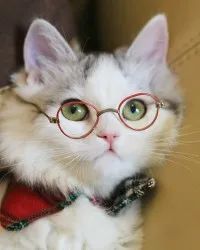 有学者气质的猫咪,萌得一脸血