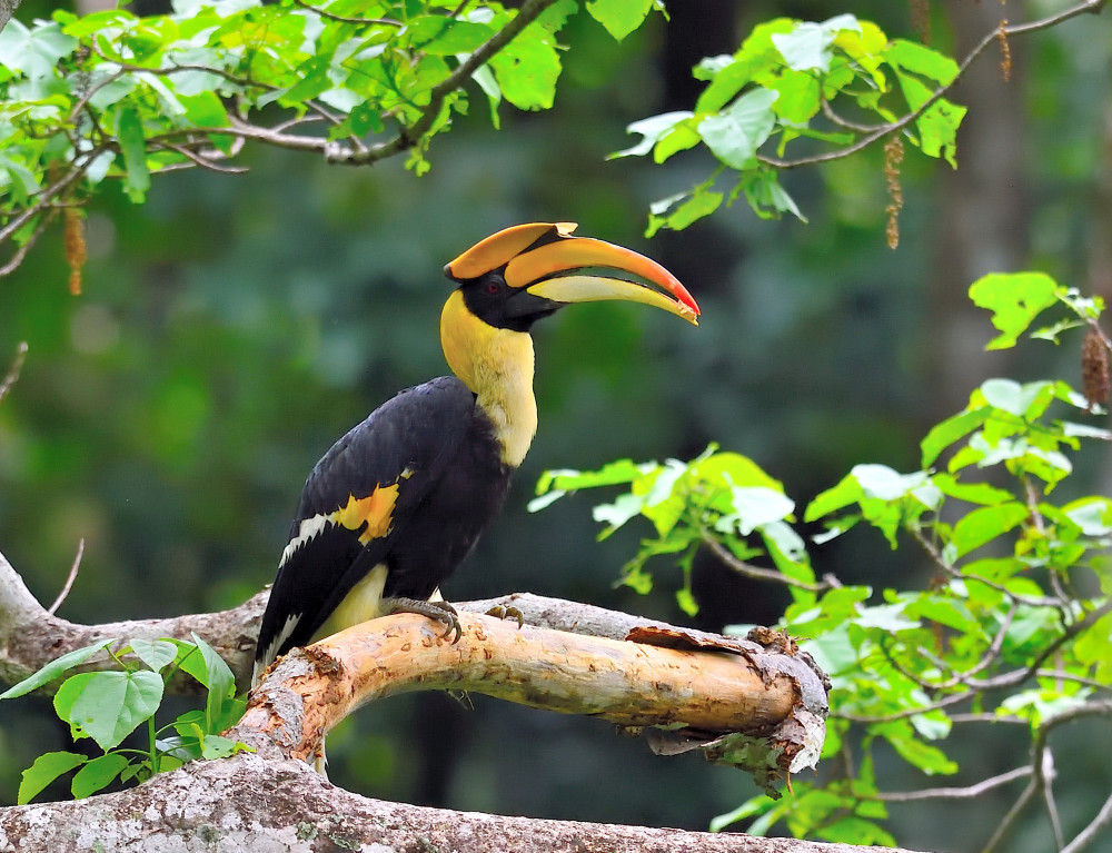 一等奖双角犀鸟