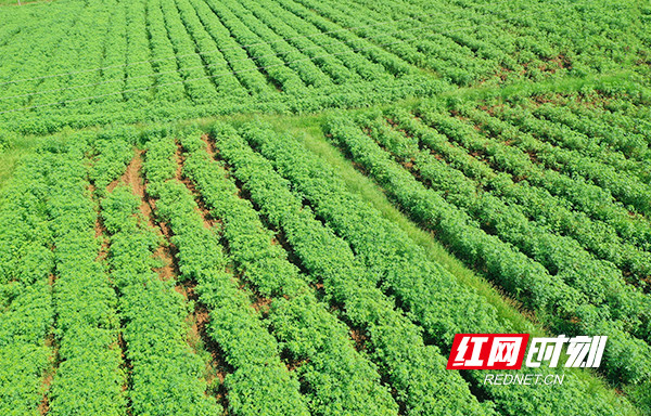 生态修复后的红麻种植基地.