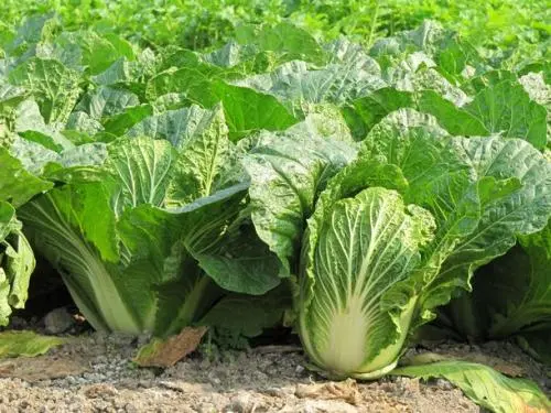 要确保白菜生产有机化,第一是通过精细的田间管理培育健壮的植株,就能