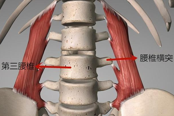 腰椎间盘突出症|陈杰|梨状肌综合症|颈椎病|腰三横突综合症