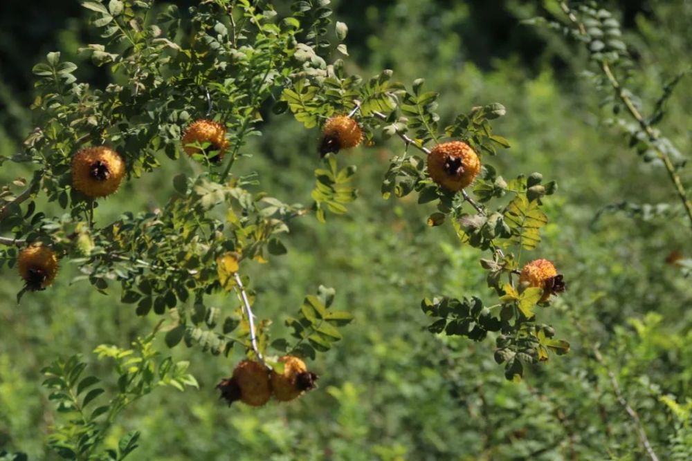 400多亩!尧龙山的刺梨成熟啦