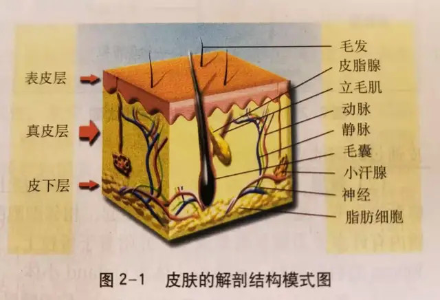 痤疮是皮肤科最常见的毛囊皮脂腺炎症性疾病,所以严格来说,痘痘也算是