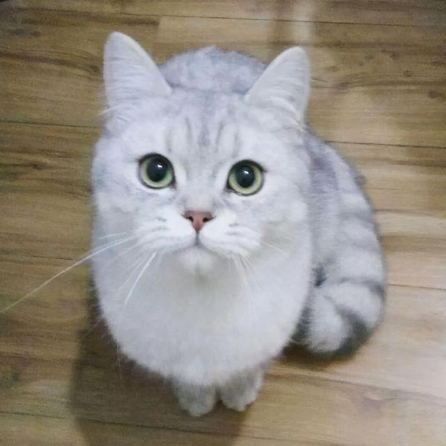 银渐层猫吃什么会长胖如何把银渐层养胖