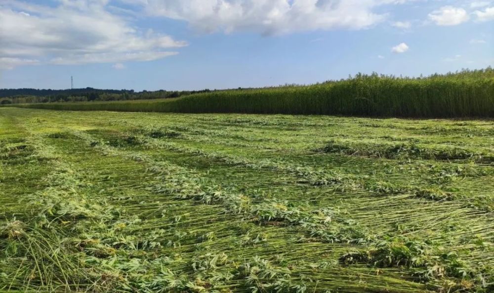 县老科协深入汉麻种植合作社指导汉麻收割工作
