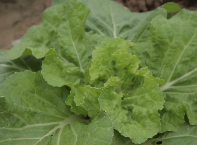 种白菜 青虫为啥难防治 原因有2点 农户以后要注意了 腾讯新闻