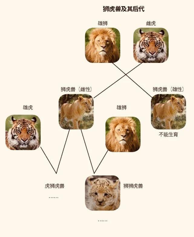 美国一狮虎兽重达408公斤刷新了世界纪录它为何能长这么大