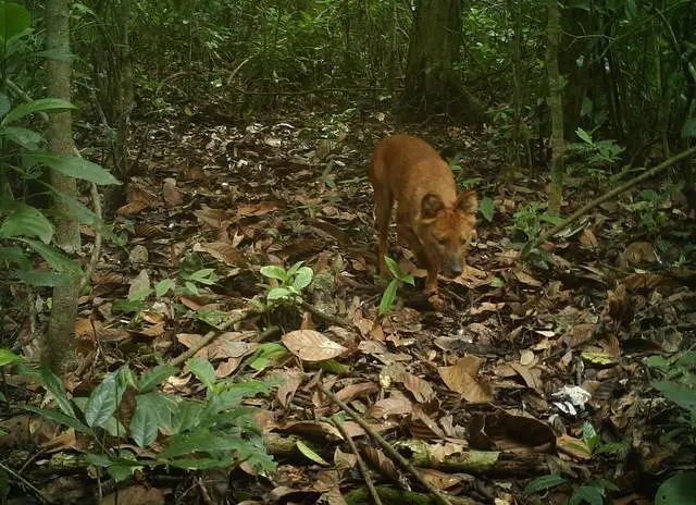cop15国家一级保护动物豺长啥样来看看红外相机拍到的珍贵视频