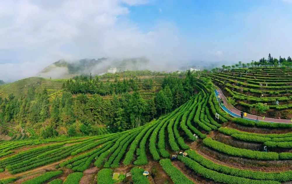 寿宁高山茶园 袁晓昊 摄低头看桥面,青郁郁时,如溪流;白茫茫时,铺霜