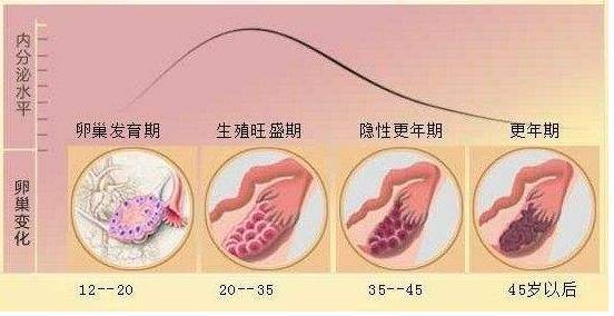 卵巢位于子宫侧后方,左右各一个.