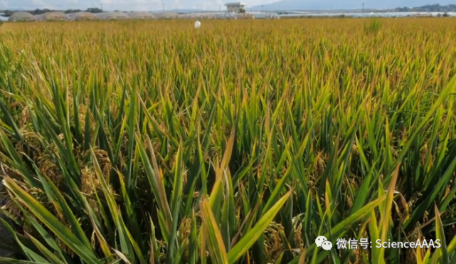 袁隆平超級稻連續4年畝產超1100千克|水稻|雲南|雜交水稻|袁隆平|超級