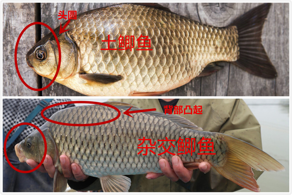 通常土鲫鱼的侧线鳞片不会超过30片,而杂交鲫鱼的鳞片则比较多,会在30
