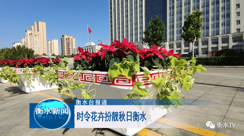 时令花草什么意思