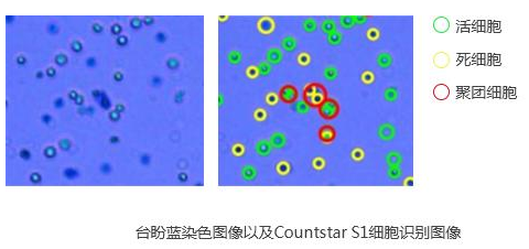 试剂:台盼蓝〖结果:蓝色〖原理:正常的活细胞,细胞膜结构完整